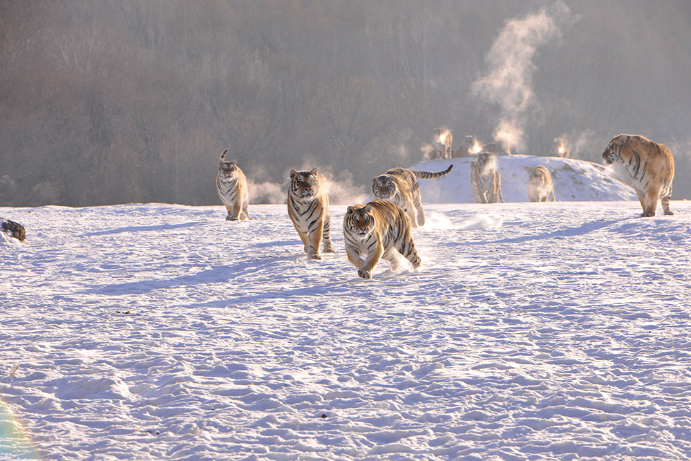 2017-02-10T083101Z_1493245614_RC1D231A48F0_RTRMADP_3_CHINA-ANIMALS