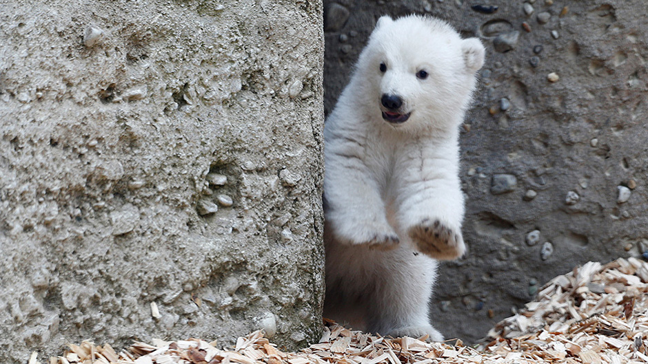 2017-02-24T112519Z_159575555_RC1770F8A900_RTRMADP_3_GERMANY-POLAR-BEAR 11