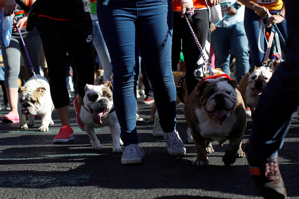 2017-02-26T195346Z_1269016159_RC1CA6A4CA70_RTRMADP_3_MEXICO-RECORD-BULLDOGS