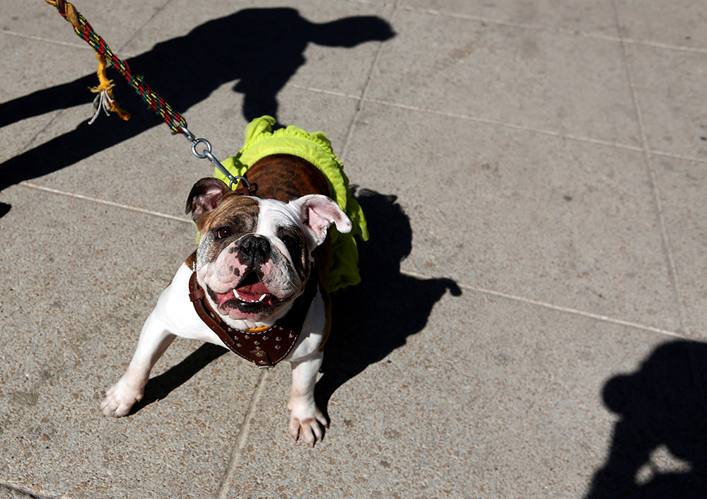 2017-02-26T201044Z_1061817022_RC1752C2CCF0_RTRMADP_3_MEXICO-RECORD-BULLDOGS