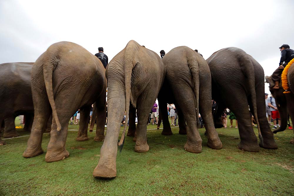 2017-03-09T064101Z_2043047950_RC13A5117120_RTRMADP_3_THAILAND-ELEPHANTPOLO