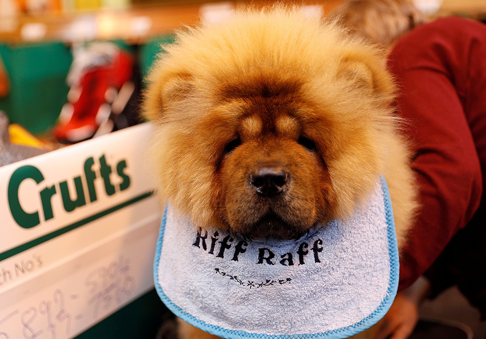 2017-03-10T132745Z_30960897_RC1C897B3EE0_RTRMADP_3_BRITAIN-CRUFTS