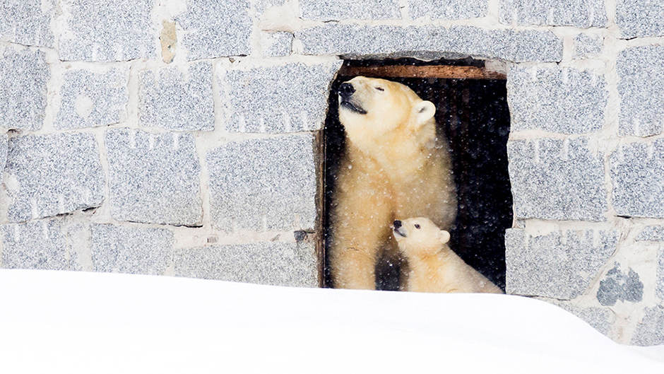 2017-03-16T070710Z_382894083_RC16FE0B3660_RTRMADP_3_WILDLIFE-FINLAND-POLAR-BEAR 11