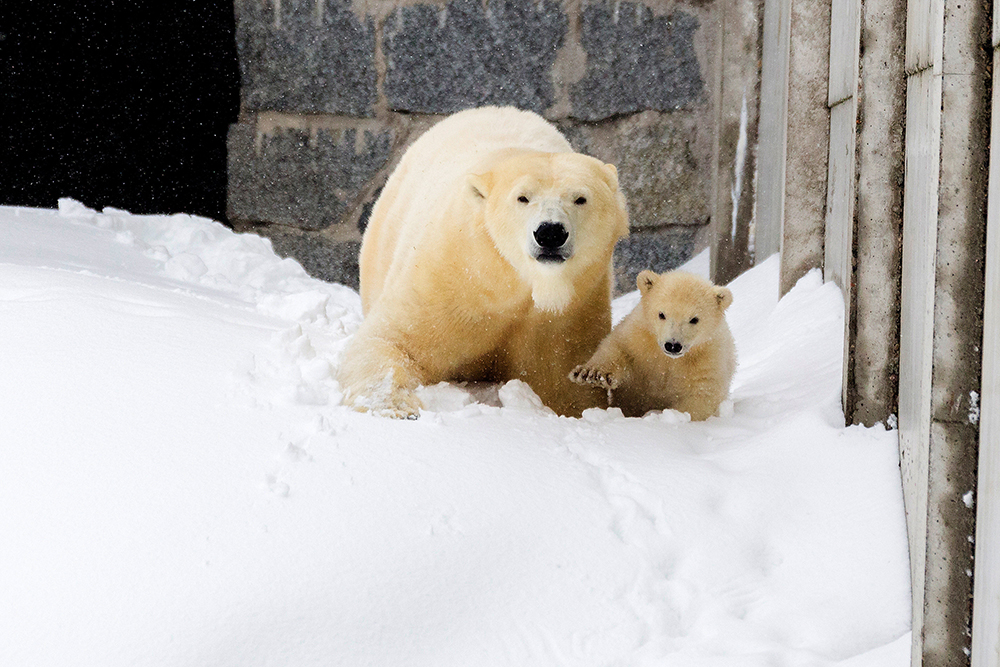 REUETRS/Marko Juntilla/Ranua Wildlife Park