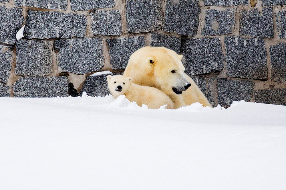 REUETRS/Marko Juntilla/Ranua Wildlife Park