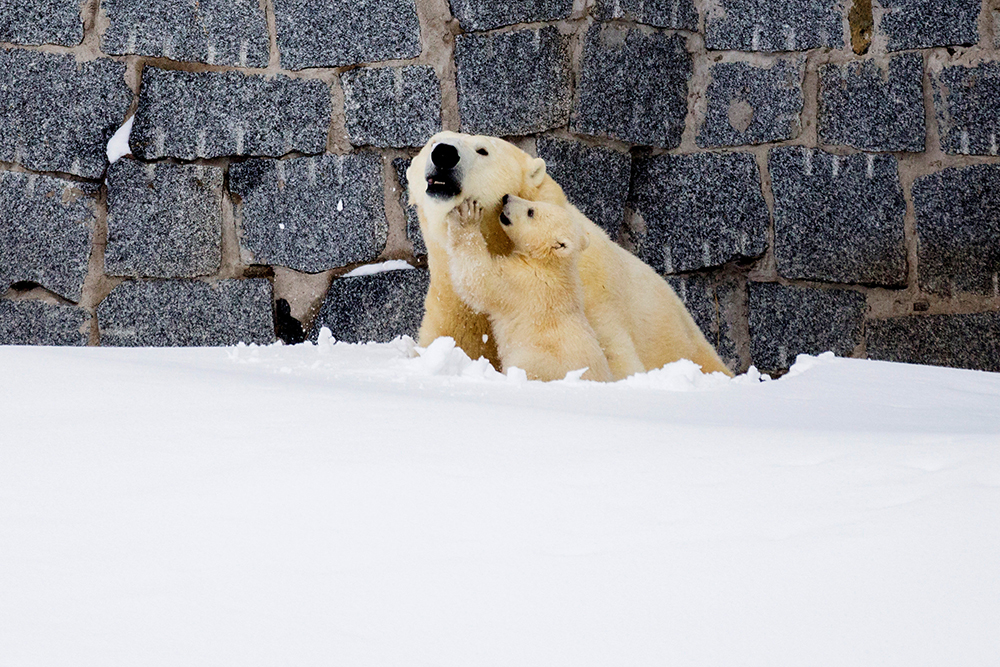 REUETRS/Marko Juntilla/Ranua Wildlife Park