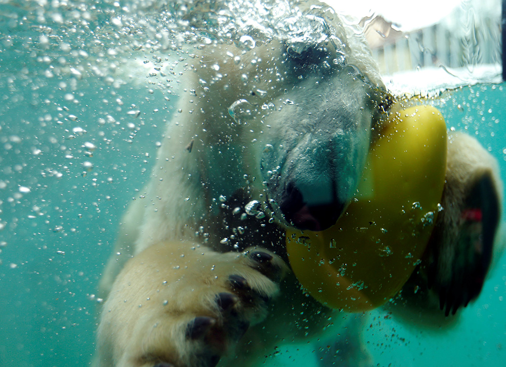 2017-03-21T132116Z_1499769251_RC184A132690_RTRMADP_3_HUNGARY-ANIMALS