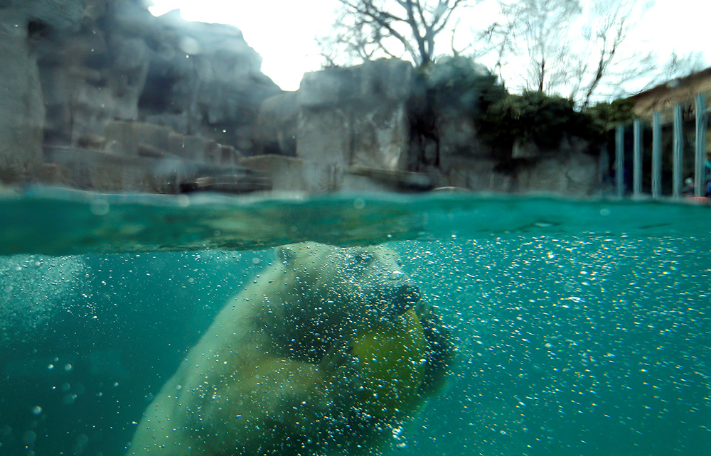 2017-03-21T132510Z_1190522401_RC1D60E31AD0_RTRMADP_3_HUNGARY-ANIMALS