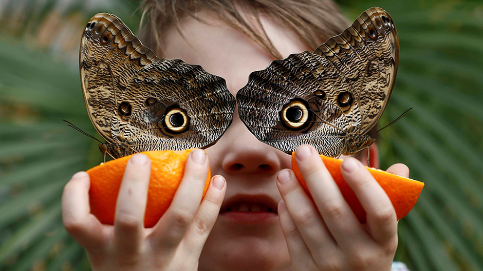 2017-03-31T013721Z_371804053_RC1A84129A80_RTRMADP_3_BRITAIN-ODDLY 11