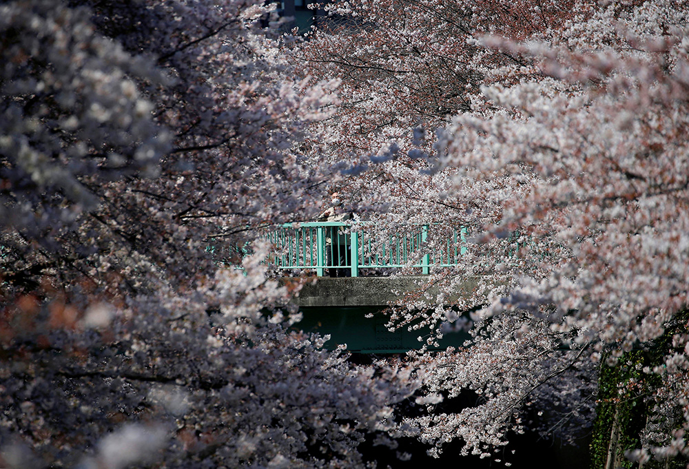 2017-04-04T043233Z_2053208942_RC1127CE33D0_RTRMADP_3_SPRING-CHERRYBLOSSOMS-JAPAN
