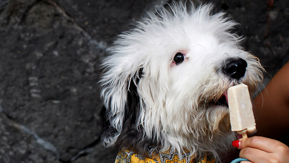 2017-04-10T032552Z_828616037_RC1F2CEFB770_RTRMADP_3_MEXICO-ANIMAL-DOGS-ICE-CREAM(1)