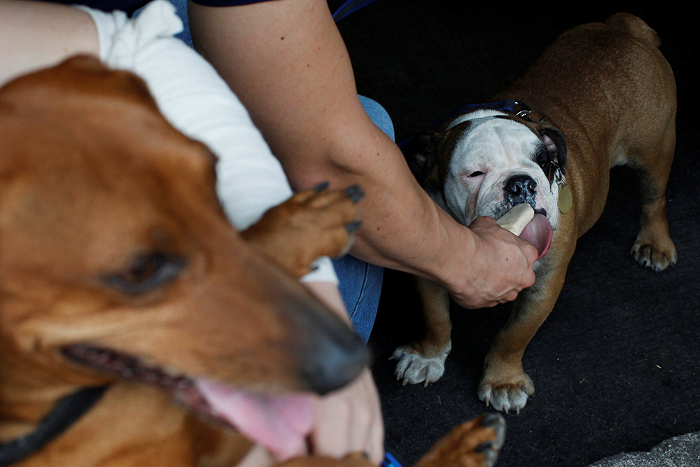 2017-04-10T034011Z_1803347893_RC115E5FF940_RTRMADP_3_MEXICO-ANIMAL-DOGS-ICE-CREAM