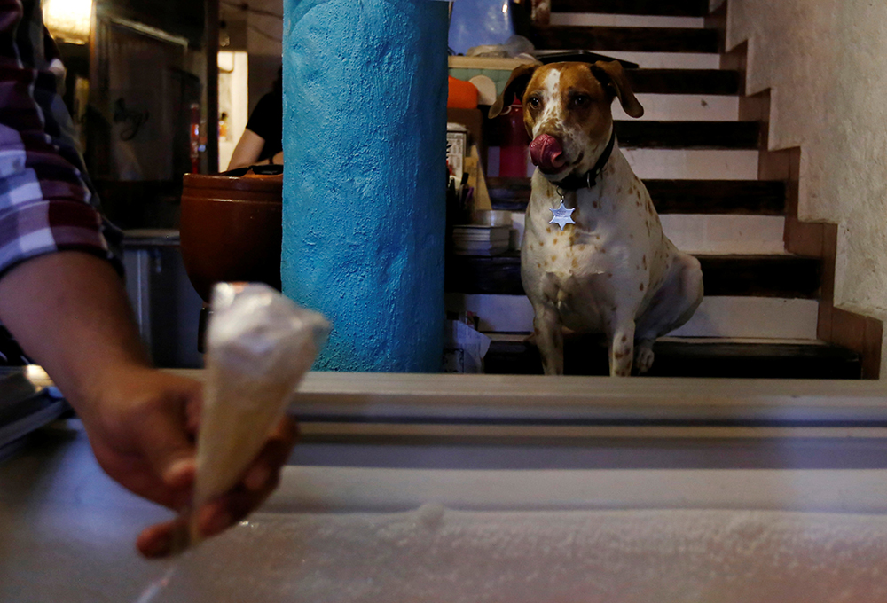 2017-04-10T035221Z_282929870_RC1C76E3E800_RTRMADP_3_MEXICO-ANIMAL-DOGS-ICE-CREAM