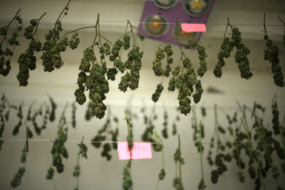 2017-04-20T154713Z_183202209_RC149EA3A0E0_RTRMADP_3_CALIFORNIA-MARIJUANA-NUNS