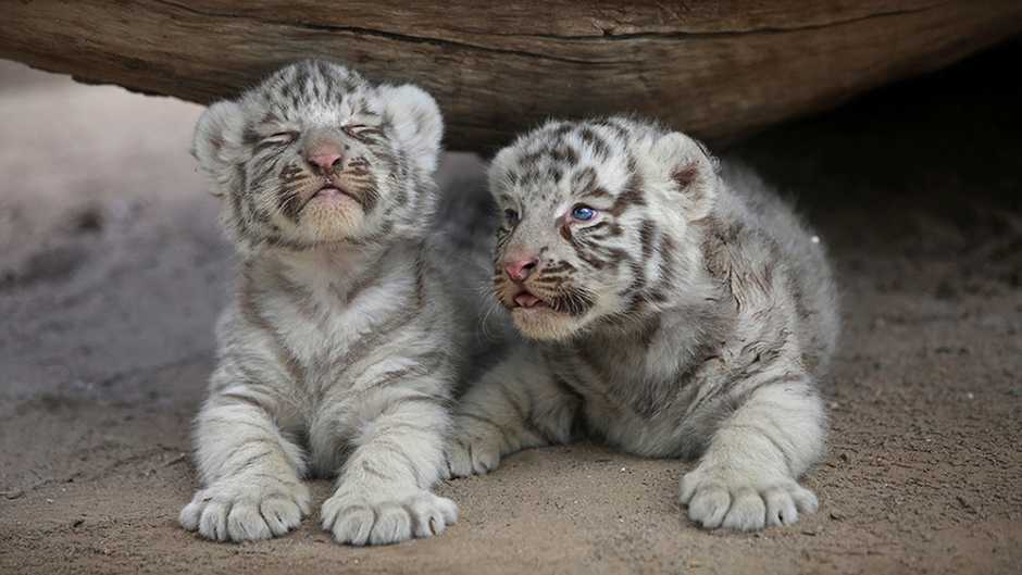 2017-05-17T025647Z_1537211283_RC12E95E9810_RTRMADP_3_MEXICO-ANIMALS 1