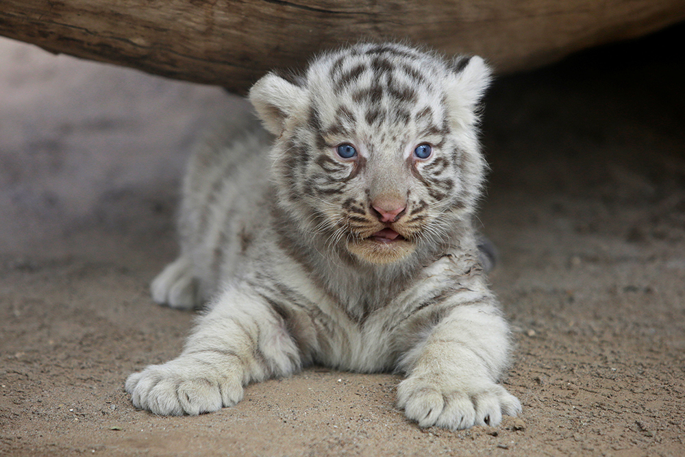 2017-05-17T025935Z_408571804_RC1419B1BB80_RTRMADP_3_MEXICO-ANIMALS