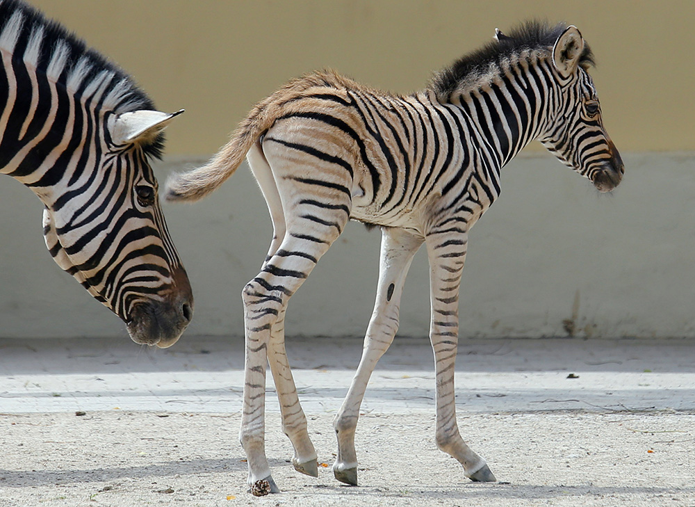 2017-06-29T112233Z_1059423942_RC15E5E07550_RTRMADP_3_AUSTRIA-ANIMALS
