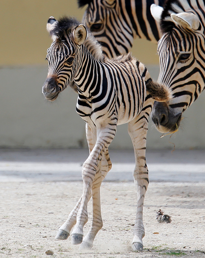 REUTERS/Heinz-Peter Bader