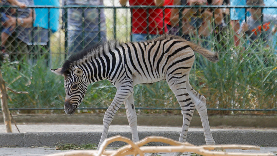 2017-06-29T112243Z_1206023967_RC1973FBDB90_RTRMADP_3_AUSTRIA-ANIMALS 11