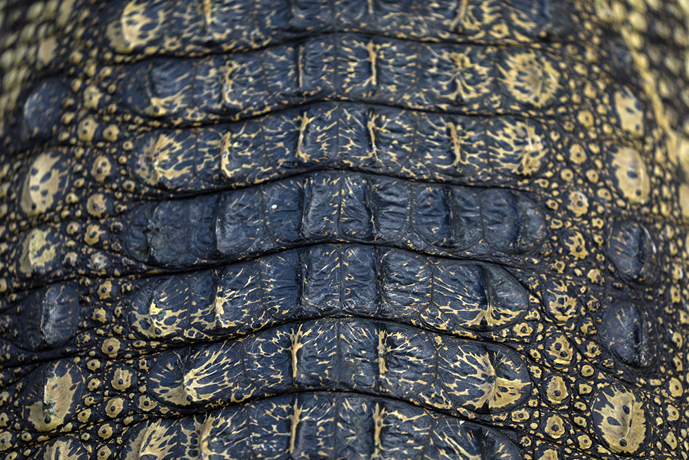 2017-06-30T115715Z_1160317978_RC17980D57F0_RTRMADP_3_THAILAND-CROCODILES