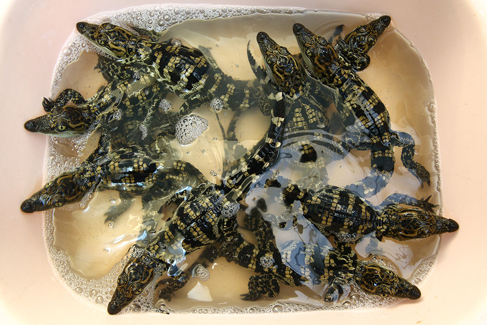 REUTERS/Athit Perawongmetha