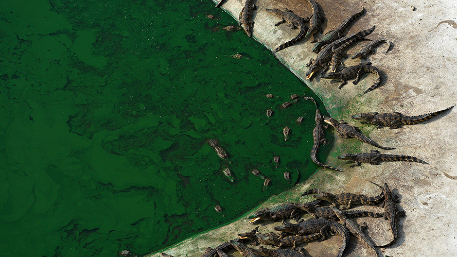 2017-06-30T115949Z_166650951_RC14BF303290_RTRMADP_3_THAILAND-CROCODILES 1