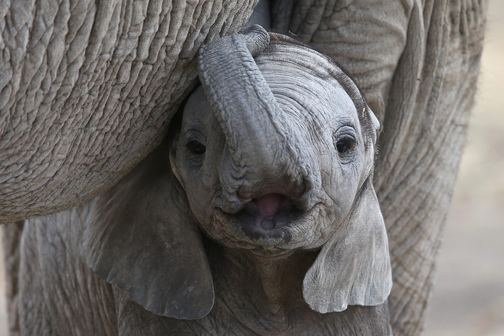 2017-07-19T192751Z_917374363_RC12B8C31260_RTRMADP_3_MEXICO-ANIMALS-ELEPHANT
