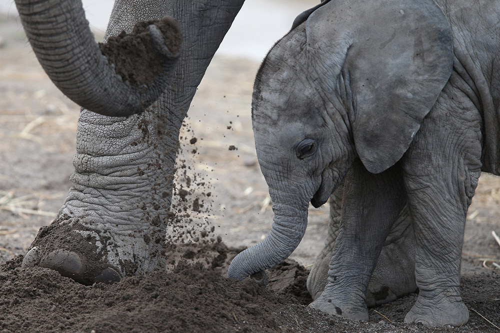 2017-07-19T194228Z_724957891_RC159EDE2BD0_RTRMADP_3_MEXICO-ANIMALS-ELEPHANT