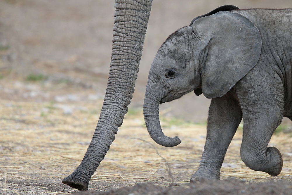 2017-07-19T194404Z_1797198920_RC16DEC4DD20_RTRMADP_3_MEXICO-ANIMALS-ELEPHANT