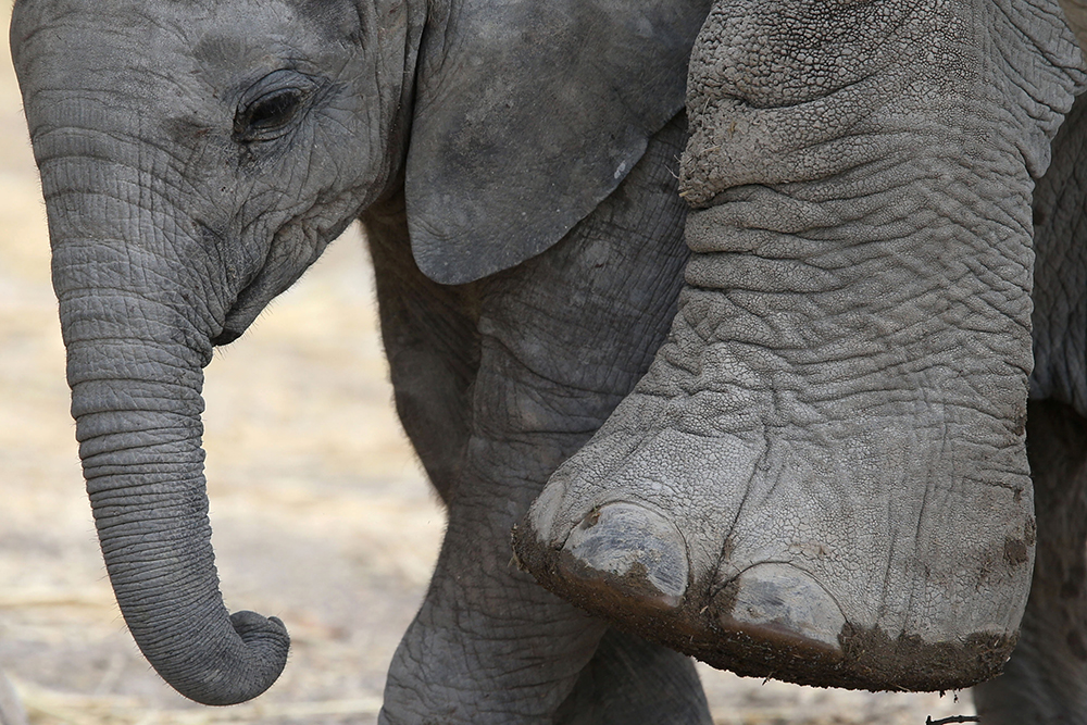 2017-07-19T195649Z_1798332684_RC1A65A5D4F0_RTRMADP_3_MEXICO-ANIMALS-ELEPHANT