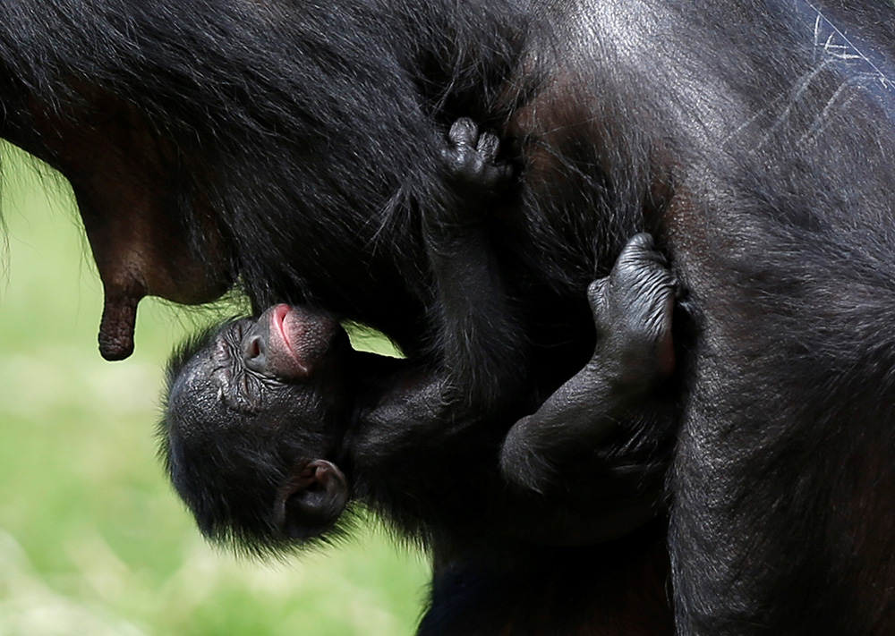2017-08-09T142706Z_330507386_RC1786B55670_RTRMADP_3_BELGIUM-BONOBO