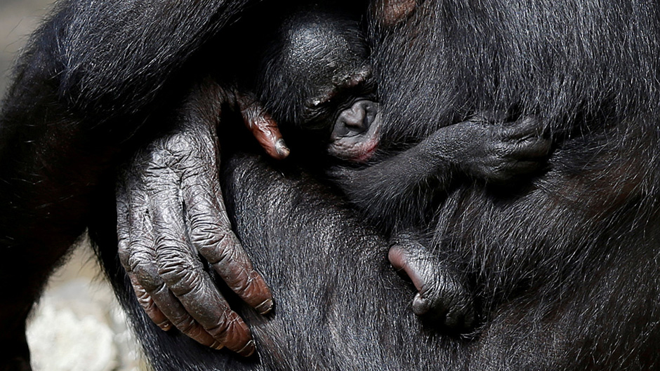 2017-08-09T150227Z_412352659_RC1A9E07B700_RTRMADP_3_BELGIUM-BONOBO