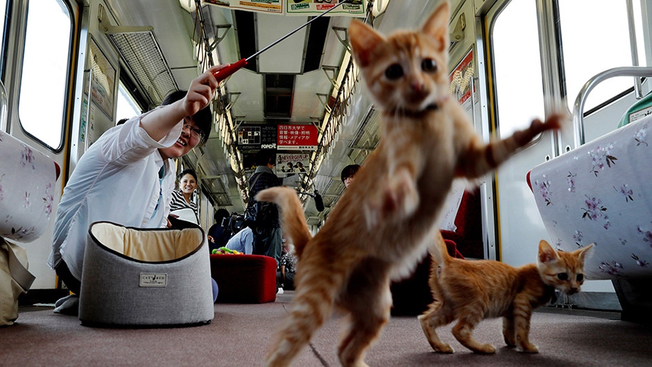 2017-09-10T074712Z_1709245727_RC1C69669310_RTRMADP_3_JAPAN-TRAIN-CATS 1