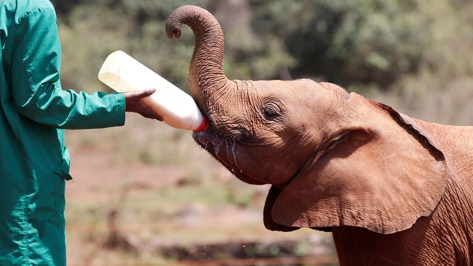 2017-09-18T123200Z_1372072608_RC1C7123E160_RTRMADP_3_KENYA-ANIMALS