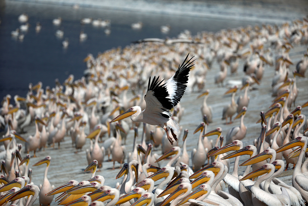 REUTERS/Ronen Zvulun