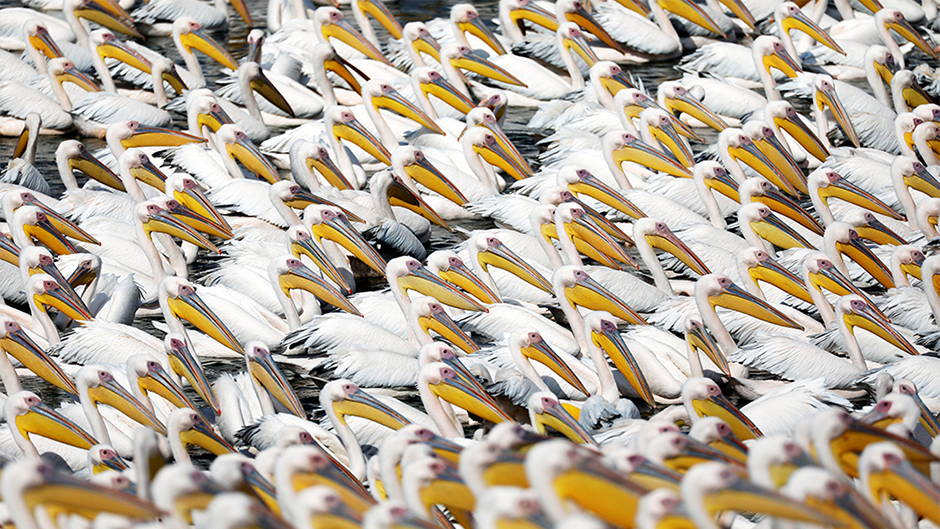 2017-10-24T154555Z_228676658_RC122281E130_RTRMADP_3_ISRAEL-PELICANS 1
