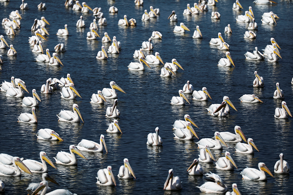 2017-10-24T154605Z_226264767_RC1C29BC0F50_RTRMADP_3_ISRAEL-PELICANS
