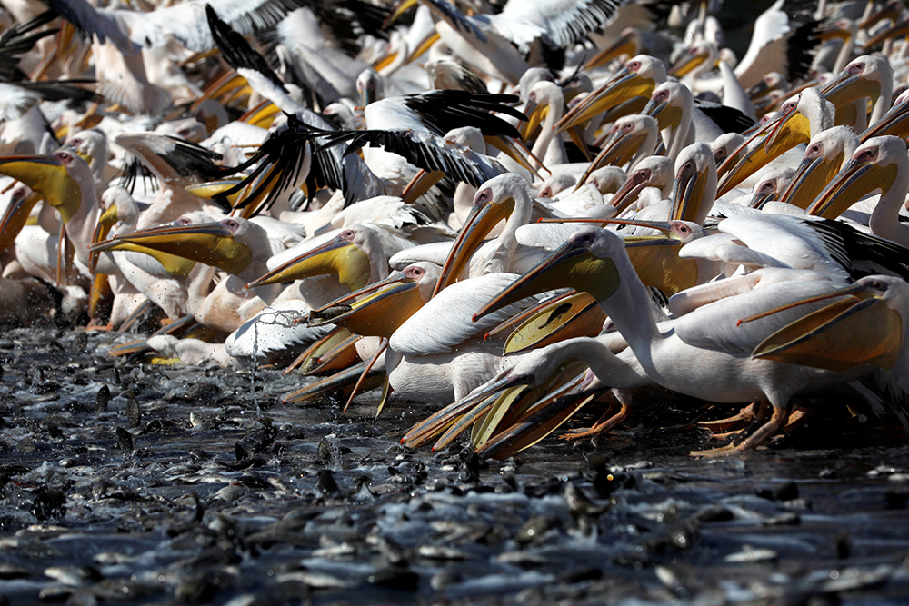 2017-10-24T154613Z_2147102986_RC1E5122F020_RTRMADP_3_ISRAEL-PELICANS