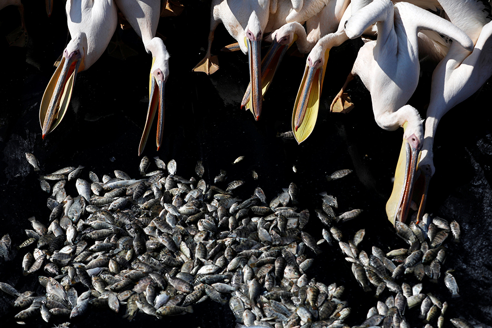 2017-10-24T154614Z_1340074870_RC1AD1FE2D00_RTRMADP_3_ISRAEL-PELICANS