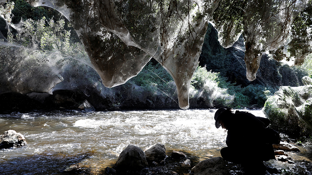 2017-11-07T142122Z_1390227713_RC1D885978E0_RTRMADP_3_ISRAEL-SPIDERS