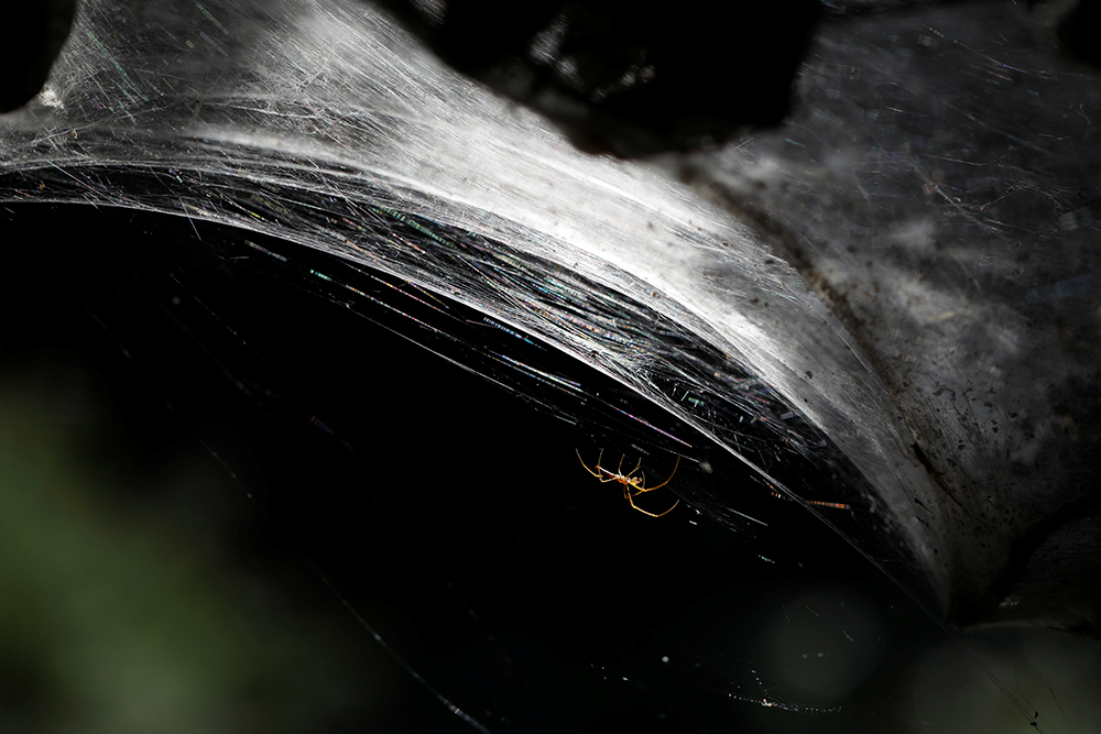 2017-11-07T142538Z_887026730_RC1C30C0F920_RTRMADP_3_ISRAEL-SPIDERS