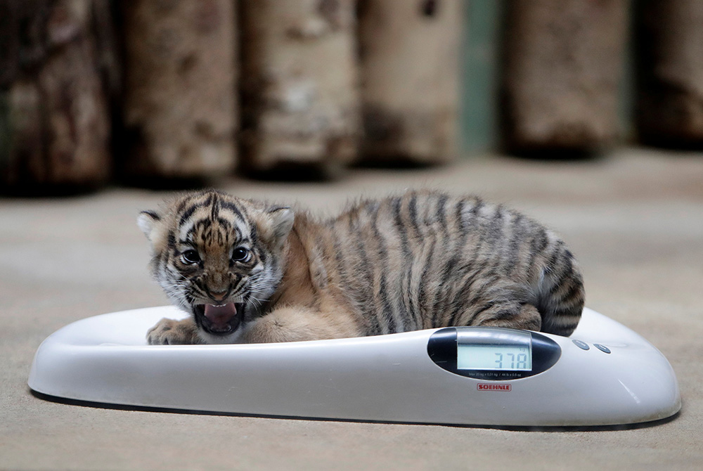 REUTERS/David W Cerny