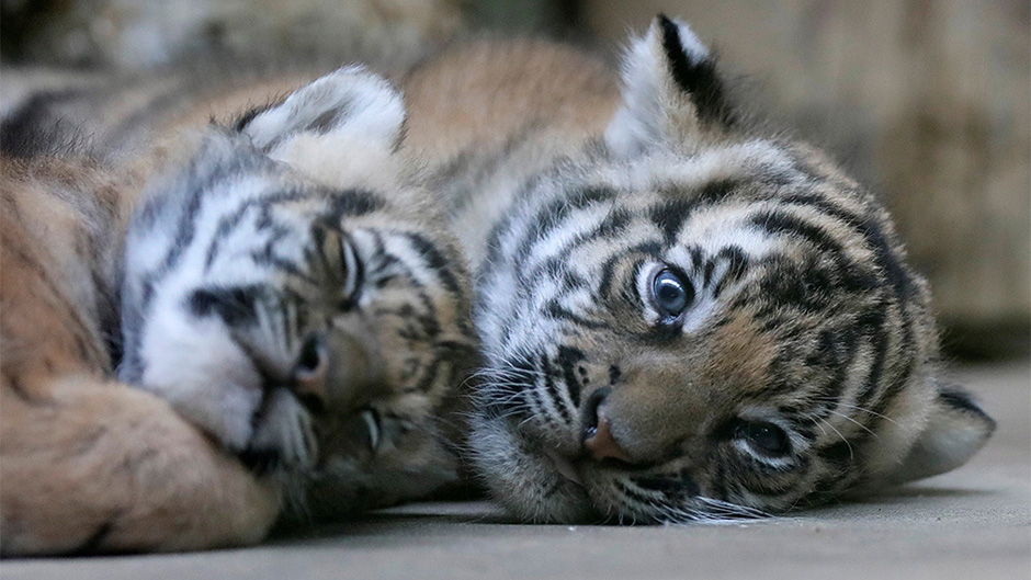 2017-11-14T141906Z_1352002185_RC18A5DE9A50_RTRMADP_3_CZECH-ZOO-TIGERS 1