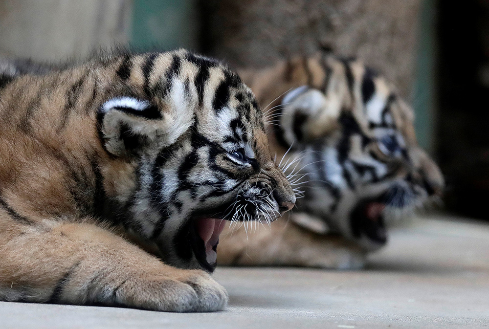 2017-11-14T142106Z_683693474_RC1D7BFFEA10_RTRMADP_3_CZECH-ZOO-TIGERS