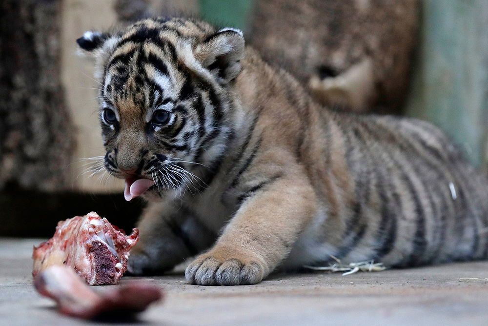 REUTERS/David W Cerny