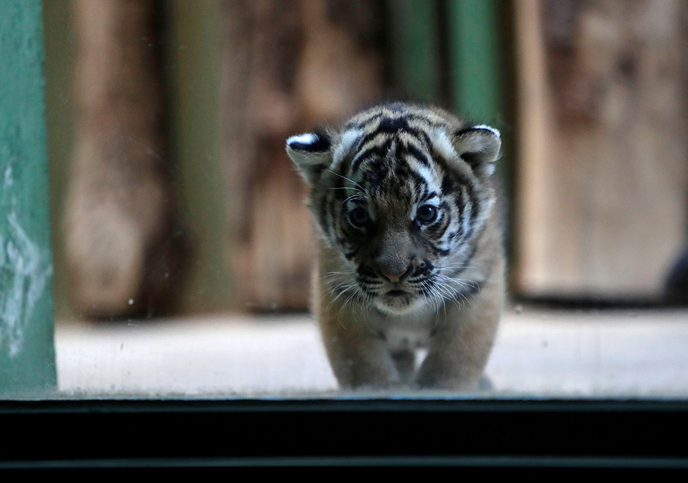 REUTERS/David W Cerny