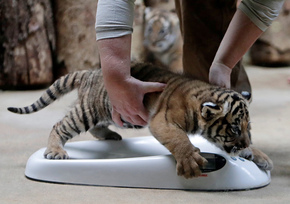 2017-11-14T142409Z_2146036756_RC166813B7C0_RTRMADP_3_CZECH-ZOO-TIGERS