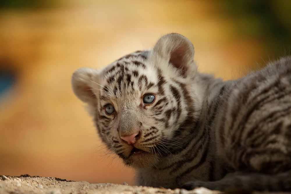 REUTERS/Jose Luis Gonzalez