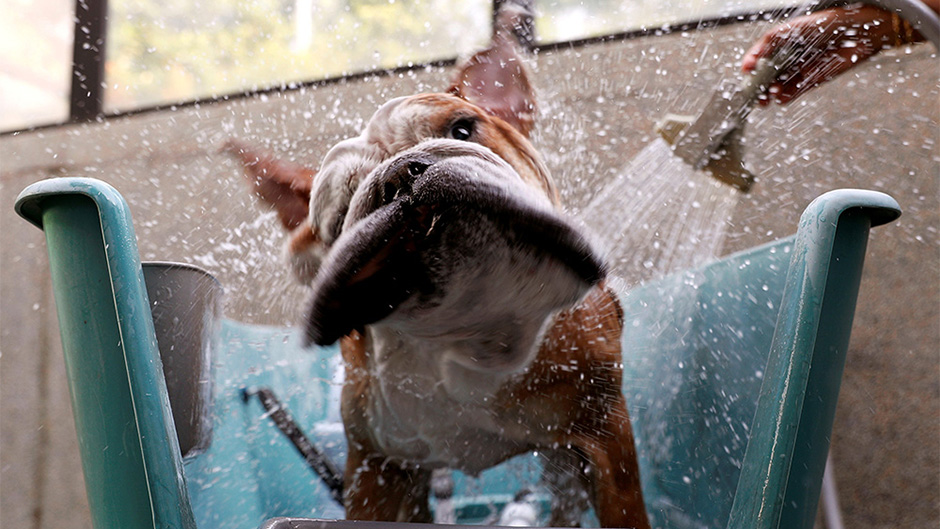 2017-12-06T120111Z_1244760484_RC1586026E70_RTRMADP_3_GLOBAL-PETS  1