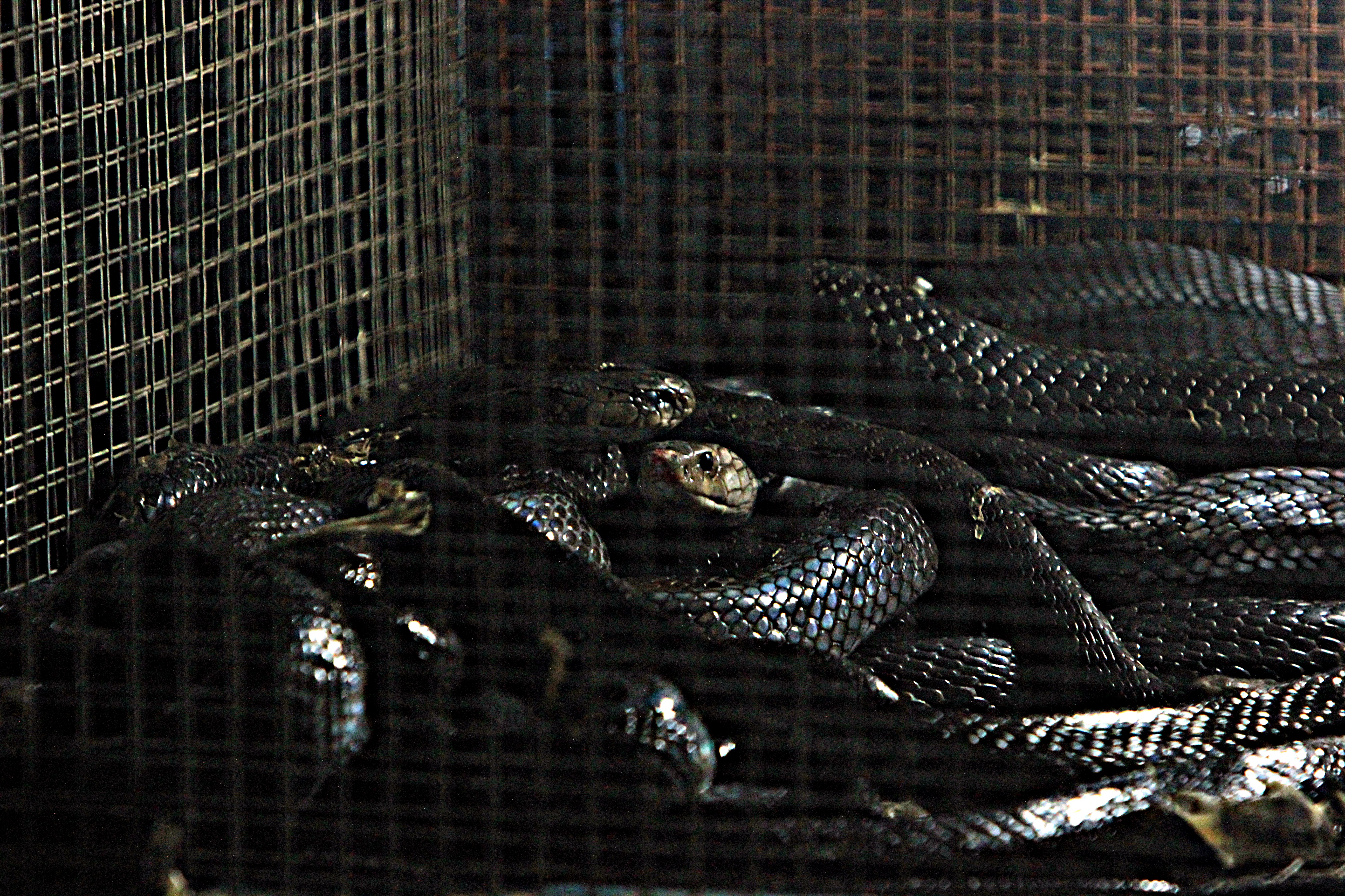 20170203_2_21653256_18562554